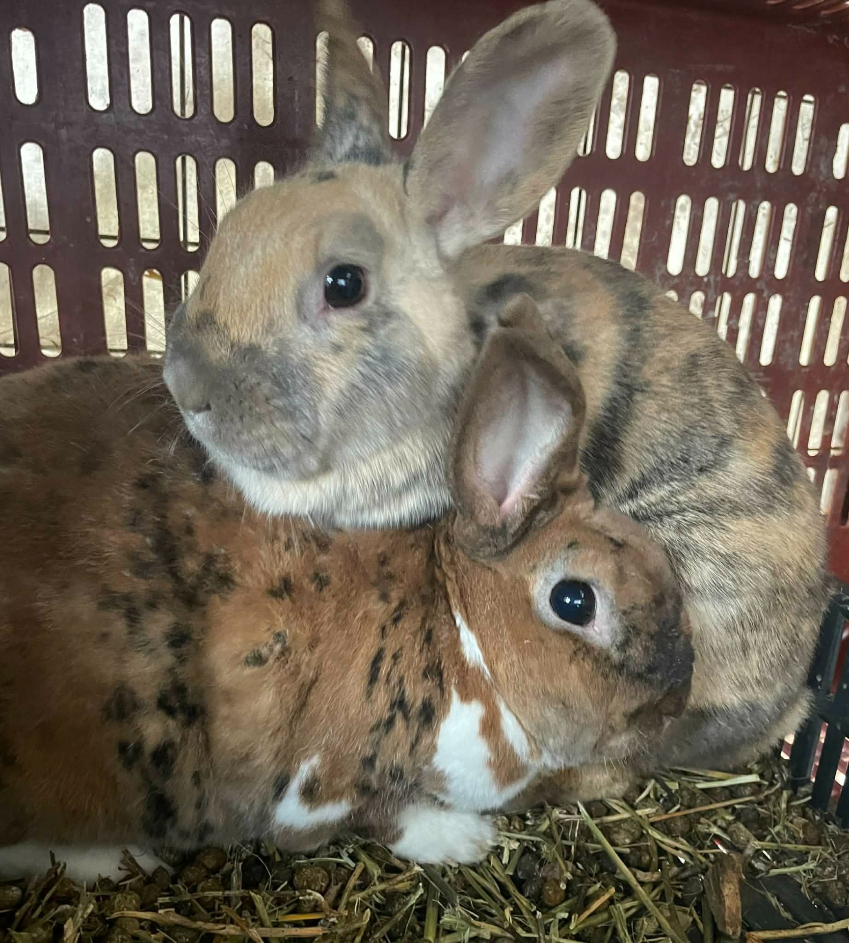 Popcorn ( világos színű nyuszi )